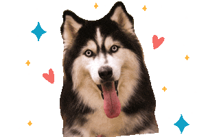 Dog Akira Sticker