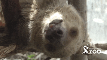 rwpzoo tired lazy yawn sloth GIF