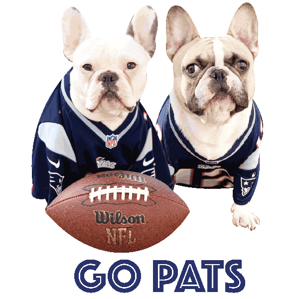 Winning New England Patriots Sticker by Frenchiestore