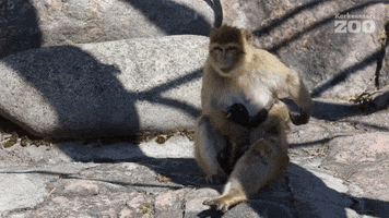 Scratching Barbary Macaque GIF by Korkeasaari Zoo
