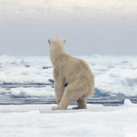 Looking Polar Bear GIF by BBC America