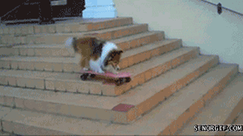 dog skateboard GIF