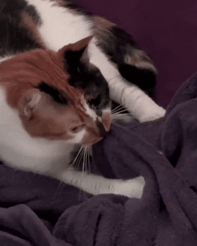 Cat Kneading GIF