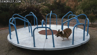Dogs Corgis GIF by Cheezburger - Find & Share on GIPHY