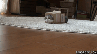 cats boxes GIF