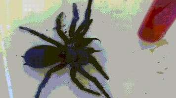 web spider GIF