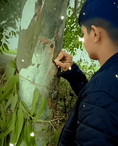 Tree Love GIF