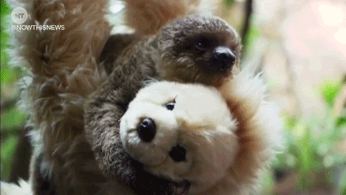 sloth gif flower