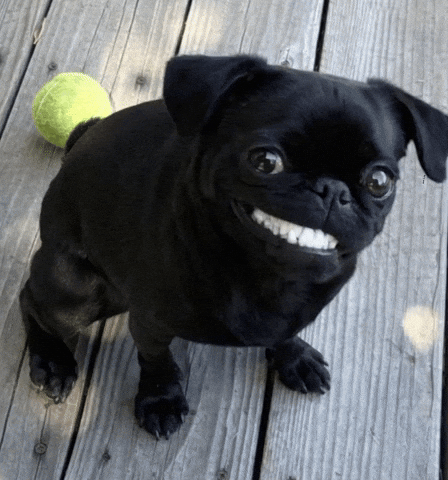 Dog Teeth GIF