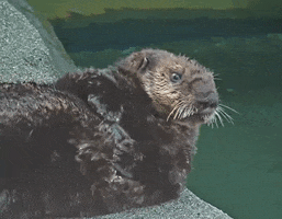 Marine Mammal Rescue GIF
