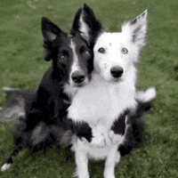 border collie gifmedogs GIF by Rover.com
