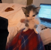 Cat Sigma GIF