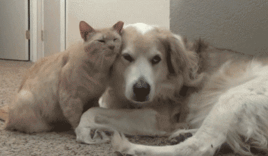 animal friendship GIF