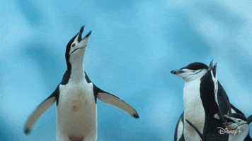 Penguin GIF by Disney+
