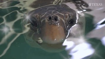 Turtle Institute GIF by College of Natural Sciences, UT Austin