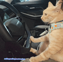 Drive Driving GIF