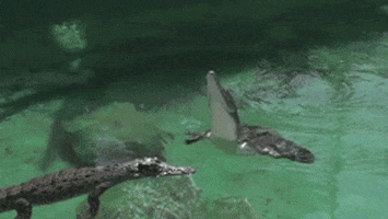 slow motion alligator GIF by HuffPost