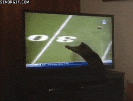 cat play ball on screen GIF