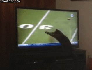 Cat Watchs Tv GIFs - Get the best GIF on GIPHY