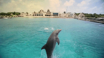 dolphins share happiness GIF by Dolphin Discovery