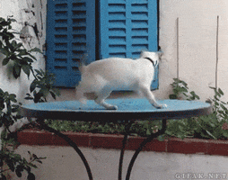 Cat Spinning GIF