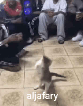 Cat Dance GIF