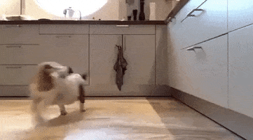 Dog Fuck GIF
