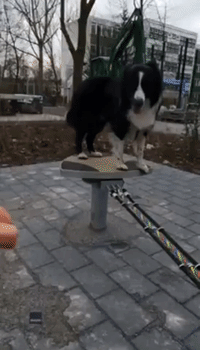 Dog Shows Off Incredible Tightrope Skills in Berlin