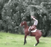 Selaria Vertentes GIF