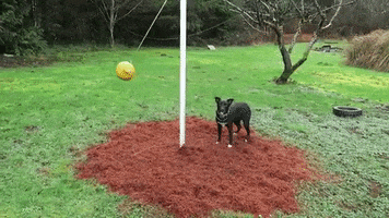 Tetherball GIF