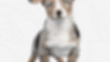 Puppy Contribute GIF by SurveyMonkey