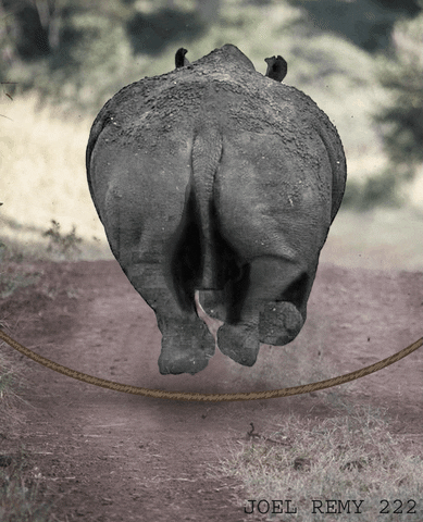 Jump Rhinoceros GIF by joelremygif