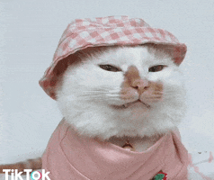 Video gif. White cat wearing a pink turtleneck and gingham bucket hat seems to side eye us skeptically.