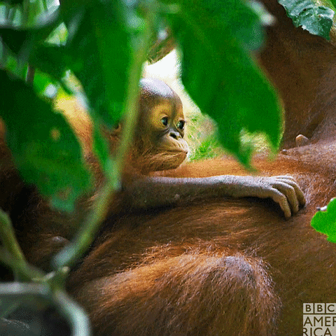 Tired Baby Monkey GIF by BBC America