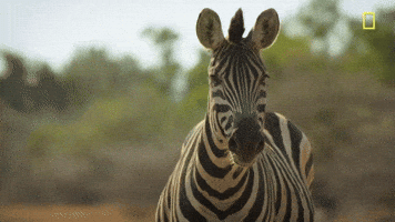 Nat Geo Zebra GIF by National Geographic Channel
