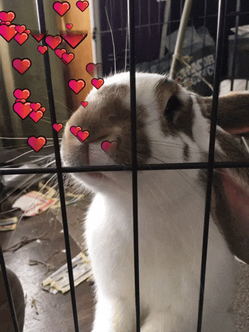 Love GIF