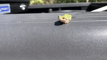 Nature GIF