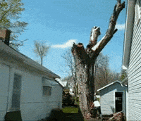 Tree Fails GIF by World's Funniest - Find & Share on GIPHY