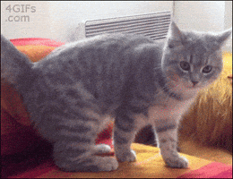 surprise check GIF