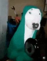 dog stung by bee tiktok dog stung by bee tiktok