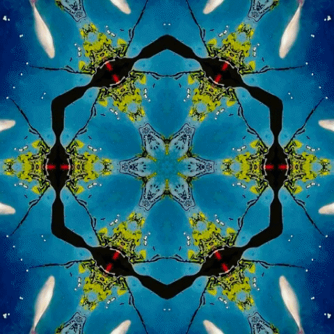Goldfish GIF