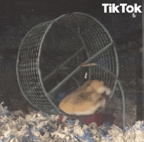 Cute Hamsters GIFs - Get the best GIF on GIPHY