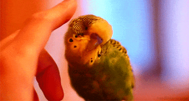 budgie parakeet GIF by Head Like an Orange