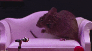 Confession Souris GIF by CANAL+