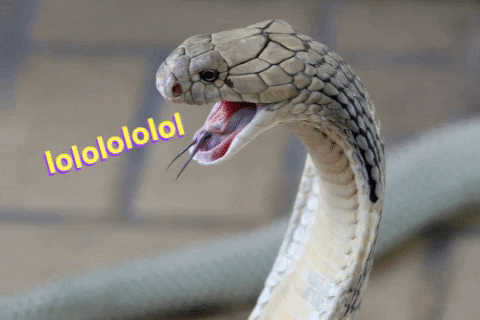 Funny-joke-snake GIFs - Get the best GIF on GIPHY