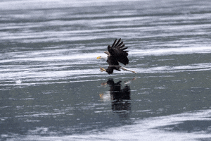 Nature GIF