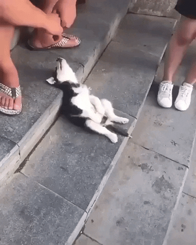Animal gif. We zoom in on stone steps, where a puppy has fallen asleep in a sitting pose with its head resting on the step above it.