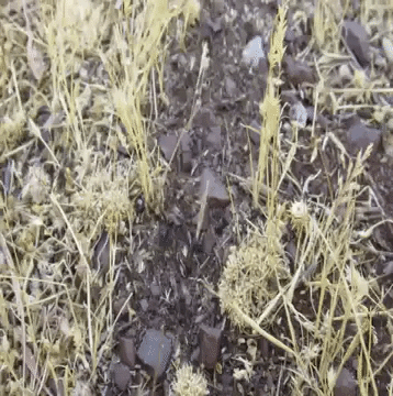 Greece GIF