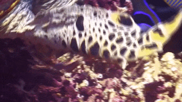 WeAreWater love kiss ocean turtle GIF