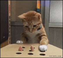 Cat GIF by Yêu Lu